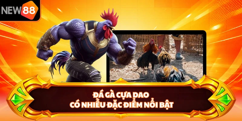 Đá gà cựa dao có nhiều đặc điểm nổi bật
