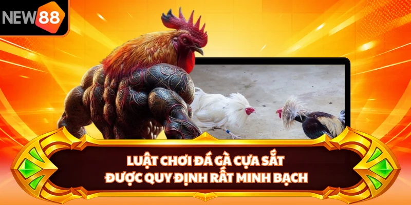 Luật chơi đá gà cựa sắt được quy định rất minh bạch
