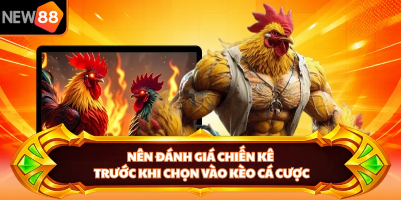 Nên đánh giá chiến kê trước khi chọn vào kèo cá cược
