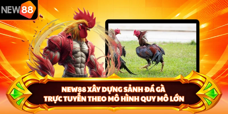 NEW88 xây dựng sảnh đá gà trực tuyến theo mô hình quy mô lớn 